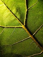 bottom view of a green leaf