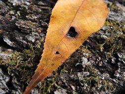 leaf nature leaves background