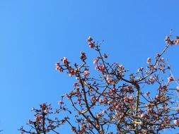 emperor shrub virburnum farreri