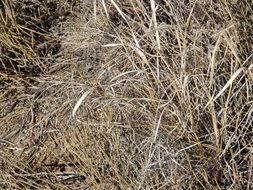 grass dry arid nature yellow
