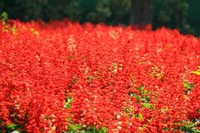 red flower meadow