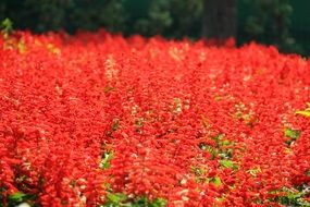 red flower meadow