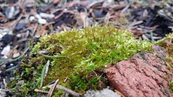 natural green moss