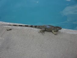 lizard gecko animal reptile