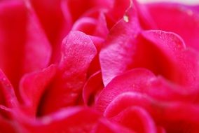 rose red petals nature background