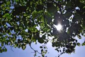 leaves summer sun tree foliage