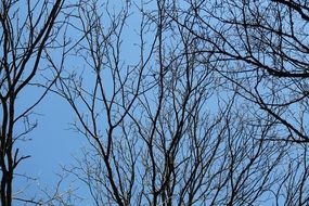 blue kahl trees sky nature