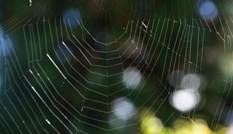 Web photo on a background of green