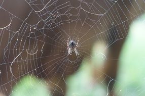 spider network center middle