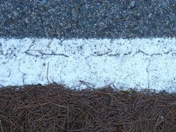textures asphalt pine needles