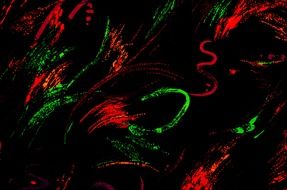 black red green background
