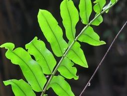 twig leaves plant green lush