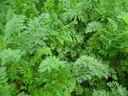 carrots leaves foliage green bed