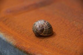 snail rust shell pattern garden