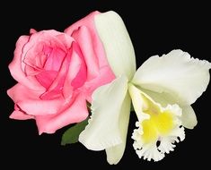 orchid nature flowers plant spring black background