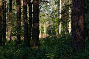 shadow and light in the forest landscape