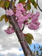 blossom spring pink flowers nature