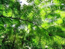 fern leaves texture green