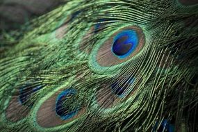 peacock feathers bird colorful