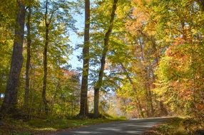 forest landscape autumn foliage