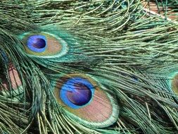 pattern on the feathers of peacock