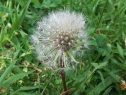 dandelion grass nature summer