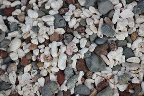 shells ocean sea shell design