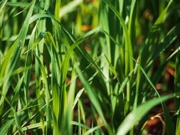 grass green field meadow nature
