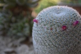 cactus texture green plants barbed