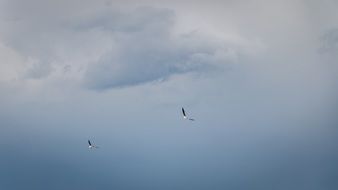 birds sky nature background blue