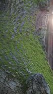 moss tree green pattern texture
