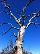 tree sky nature landscape blue
