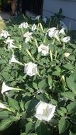 blooms white spring nature flower