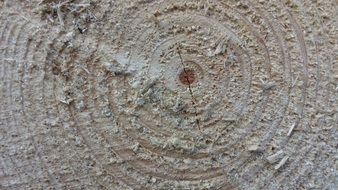 wood structure annual rings sawn