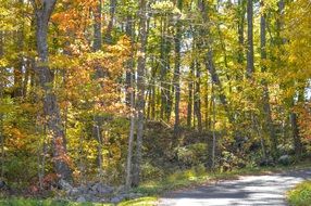 golden autumn path