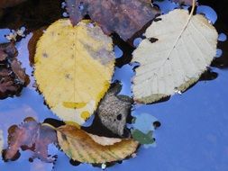 autumn leaves in the water