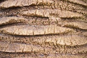 wood pattern