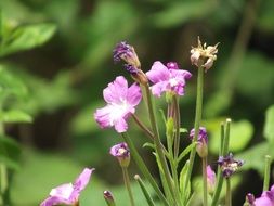 flowers nature summer