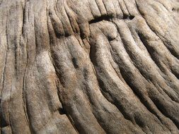 wood design texture pattern
