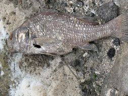 texture background dead fish beach