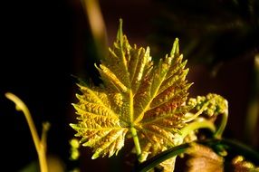 grapes leaf color nature texture