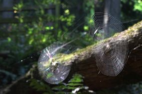 spider web nature sunlight