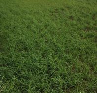 grass green texture nature meadow