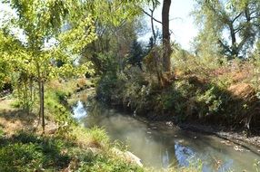 creek water stream natural trees