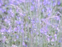 meadow flower summer purple herb