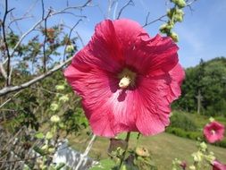 flower nature summer natural plant