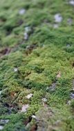 moss green macro pattern tree