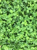 nature green luck