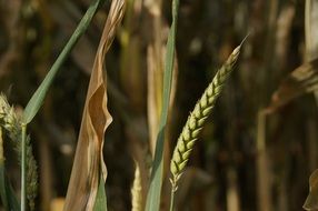 wheat field cereals