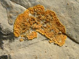 lichen stone orange rock nature